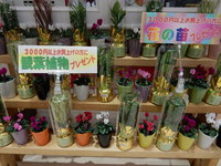 観葉植物、ミニシクラメン鉢　プレゼント！